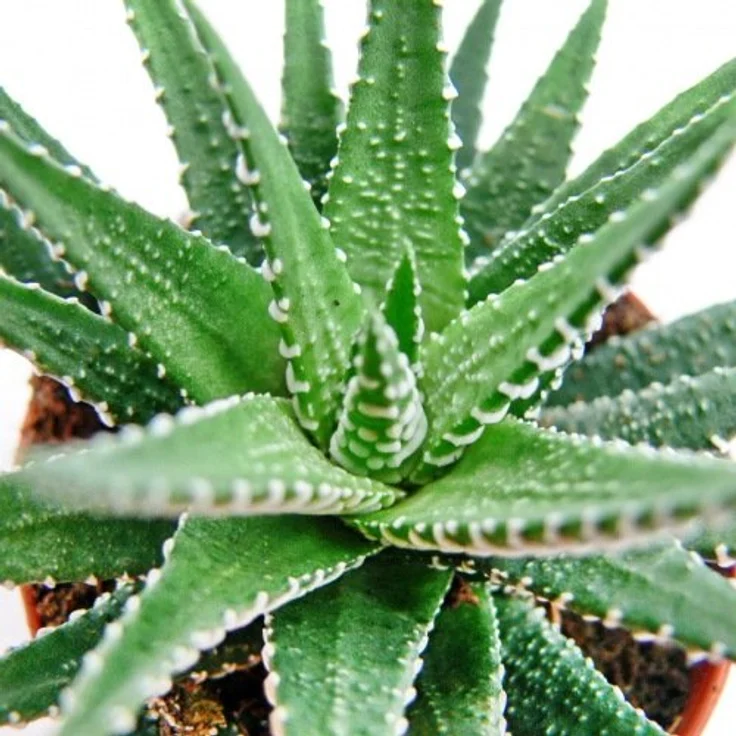 Exotenherz Haworthia Fasciata, Zebra-Haworthie im 5,5cm Topf, ca. 6-8cm hoch, mit reliefartigen weißen Streifen – Bild 2