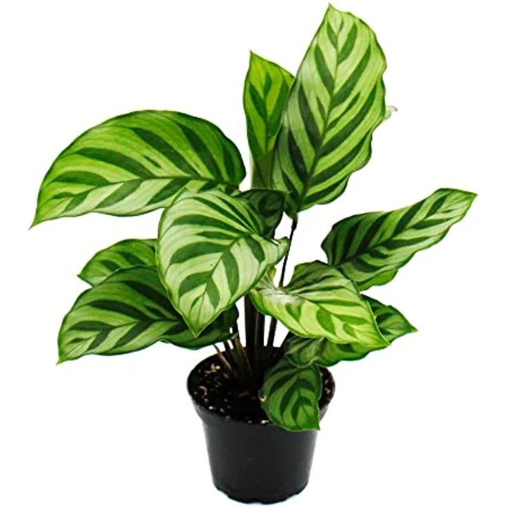 Exotenherz Calathea 3er Set, Schattenpflanzen mit ausgefallenem Blattmuster, 7cm Topf, ca. 20cm hoch – Bild 4