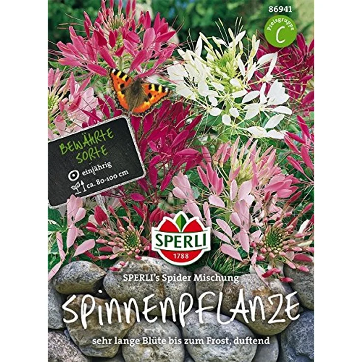 Sperli Spinnenpflanze SPERLING`s Spider Mischung – Bild 2