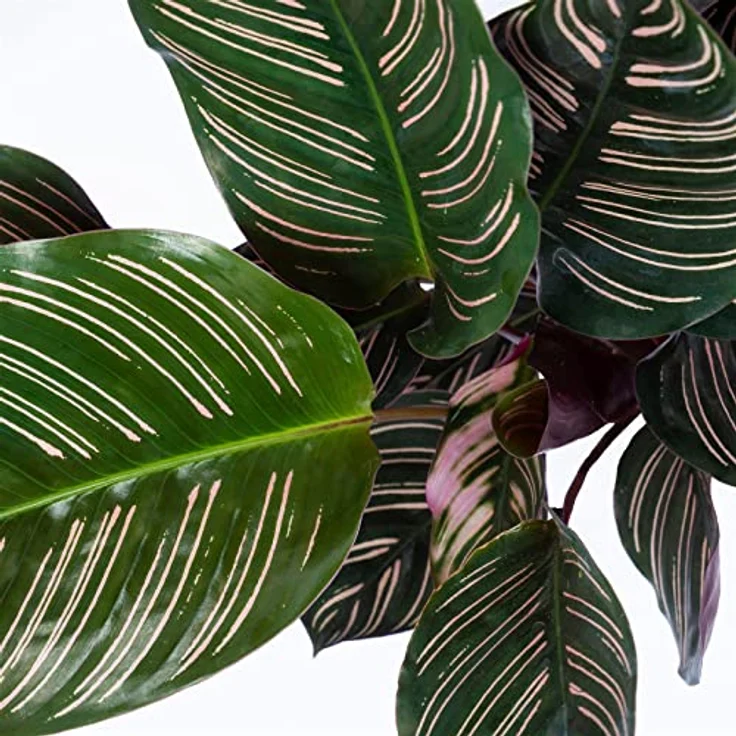 Exotenherz Calathea Ornata, Schattenpflanze mit schwarzem Blattmuster und rosa Akzenten, 14cm Topf, ca. 50cm hoch – Bild 3