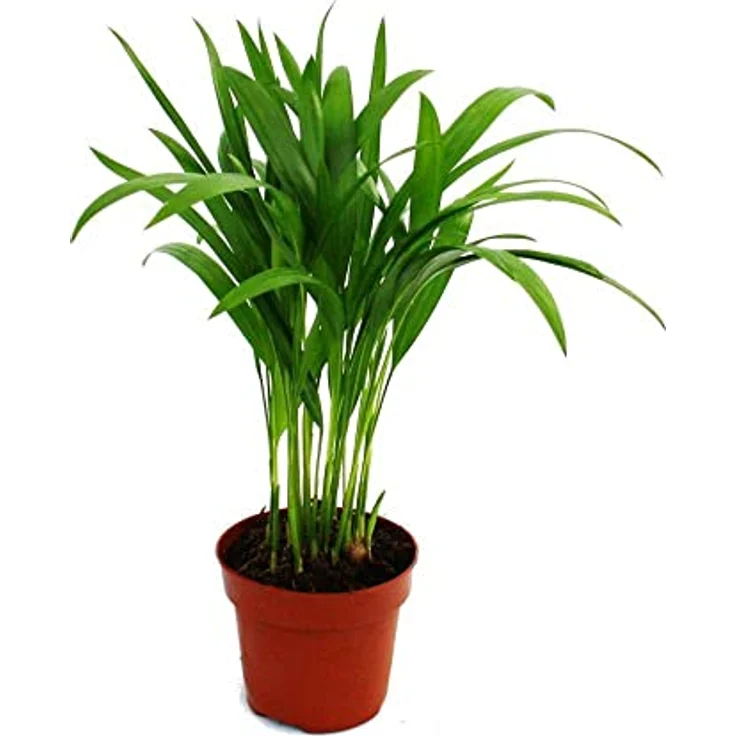 Exotenherz Areca Chrysalidocarpus Lutescens Goldfruchtpalme, Zimmerpflanze im 12cm Topf, robust und pflegeleicht, Höhe 35-45cm – Bild 2