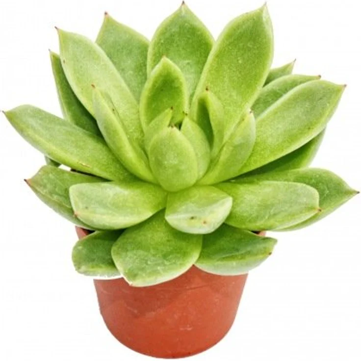 Exotenherz Echeveria Agavoides, Kleine Zimmerpflanze im 5,5cm Topf, ca. 6-8cm hoch, pflegeleicht – Bild 2