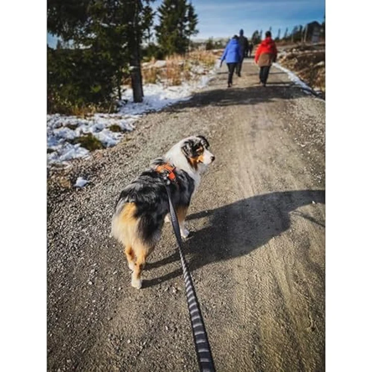 Non-stop dogwear Hundeleine Bungee Touring Leash 2m/23mm, reflektierend, ideal für Spaziergänge und Aktivitäten – Bild 4