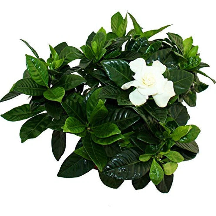 Exotenherz Gardenie, Duftende Blütenpflanze mit cremeweißen Blüten, 12cm Topf, ca. 20-25cm hoch – Bild 2
