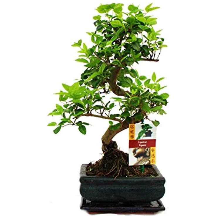 Exotenherz Bonsai Chinesischer Liguster Ligustrum Sinensis, ca. 6 Jahre mit Giessanzeige, Gesamthöhe 22 cm – Bild 1