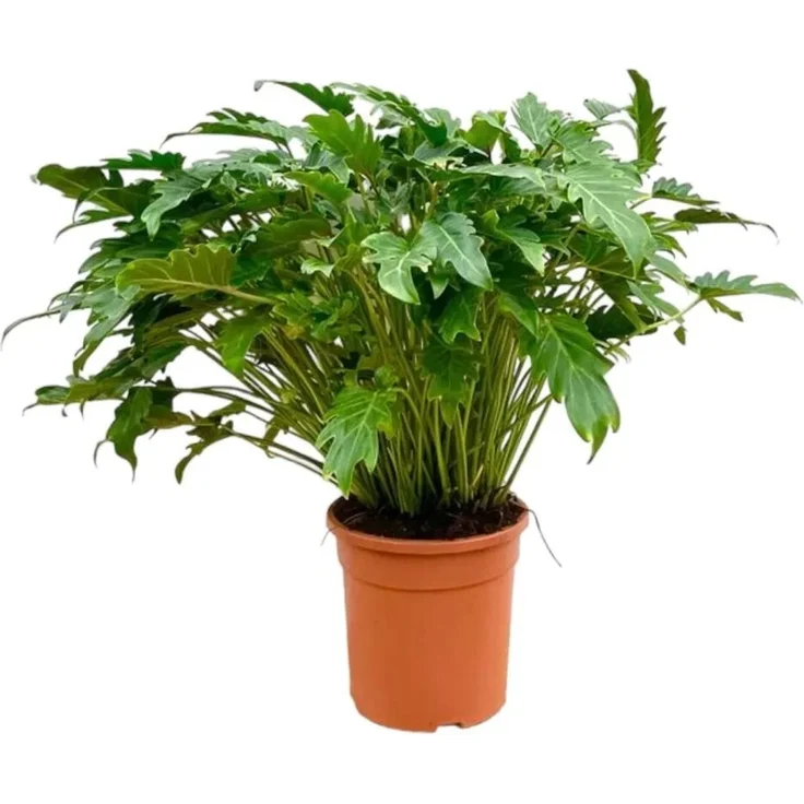 Exotenherz Philodendron Xanadu, Exotischer Baumfreund mit buschigem Wuchs, ca. 80 cm hoch