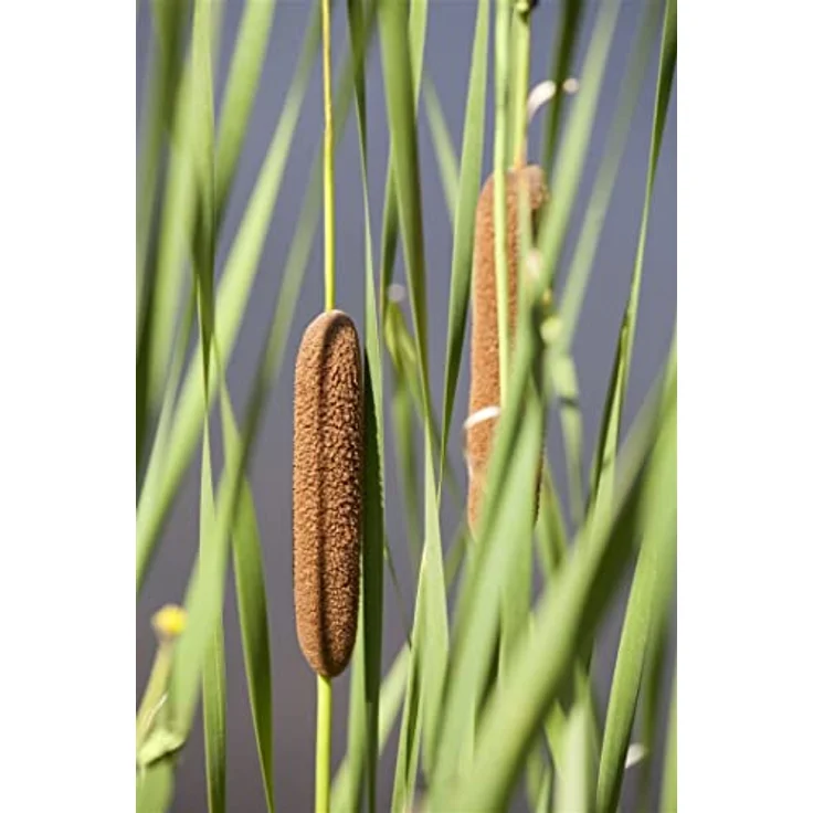 PlantaPro Typha latifolia, 9x9 cm Topf – Winterhart, Mehrjährig, Pflegeleicht – Breitblättriger Rohrkolben für Teichrand & Uferzone – Bild 1