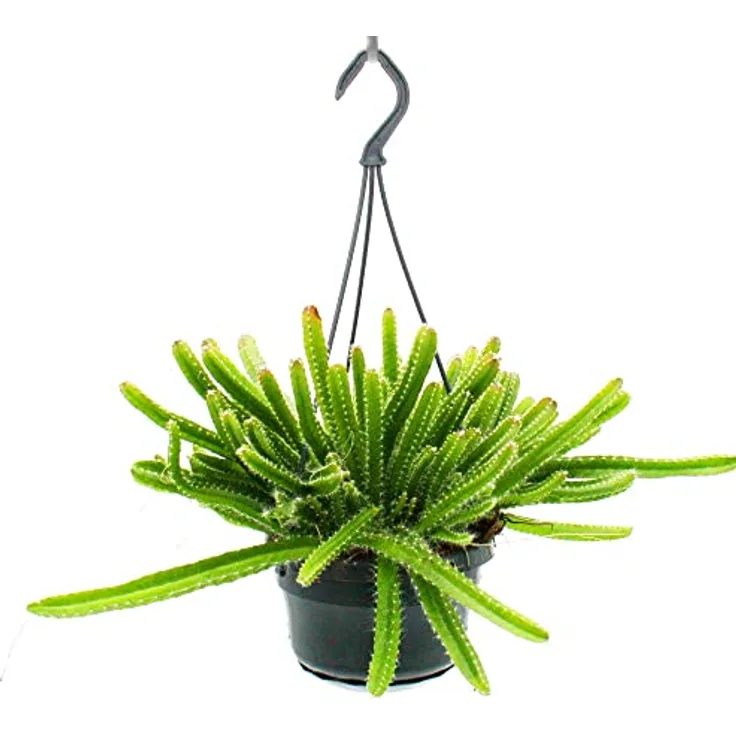 Exotenherz Hylocereus Undatus Drachenfrucht, Zimmerpflanze zum Hängen, 14cm Ampel, hellgrüne Triebe
