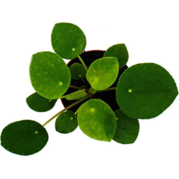 Exotenherz Mini Pilea Peperomioides, Glückstaler & Bauchnabelpflanze im 5,5cm Topf, besondere Zimmerpflanze aus Südchina – Bild 2