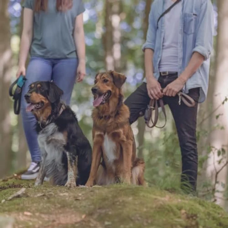 Trixie Schleppleine Gurtband schwarz 15 m/20 mm – Bild 6