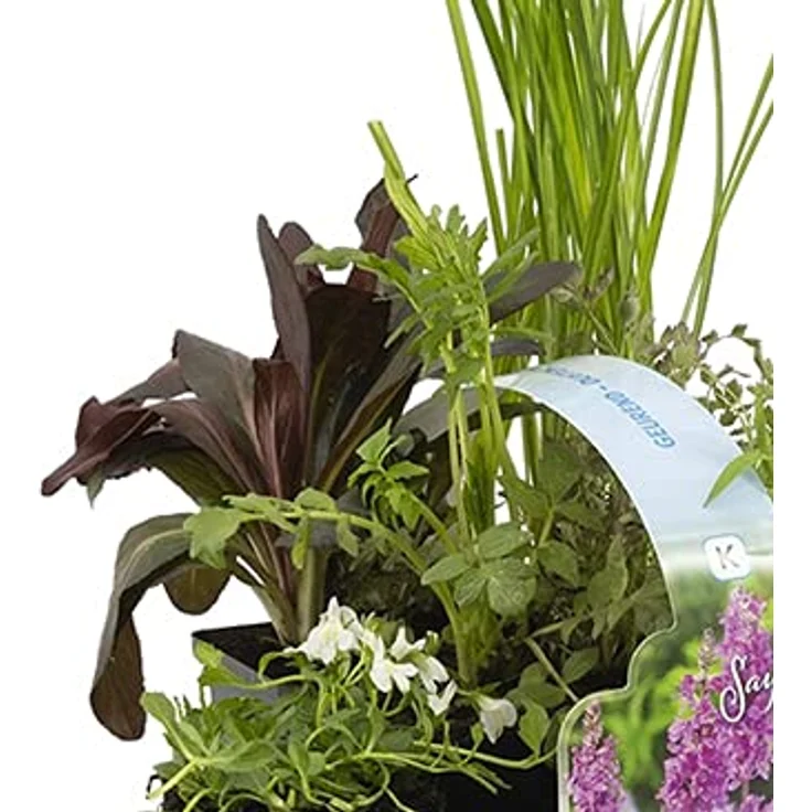 Bloomique 6er Set Duftende Wasserpflanzen für Miniteich, winterhart, Zone 1 & 2, Höhe 15-25 cm, Topf 9 cm – Bild 4