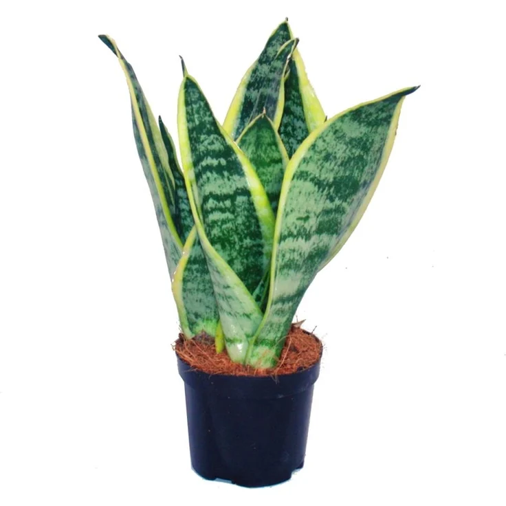 Exotenherz Sansevieria Trifasciata, Gelbgrüner Bogenhanf im 9cm Topf, pflegeleichte Zimmerpflanze für Innenräume