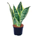 Exotenherz Sansevieria Trifasciata, Gelbgrüner Bogenhanf im 9cm Topf, pflegeleichte Zimmerpflanze für Innenräume