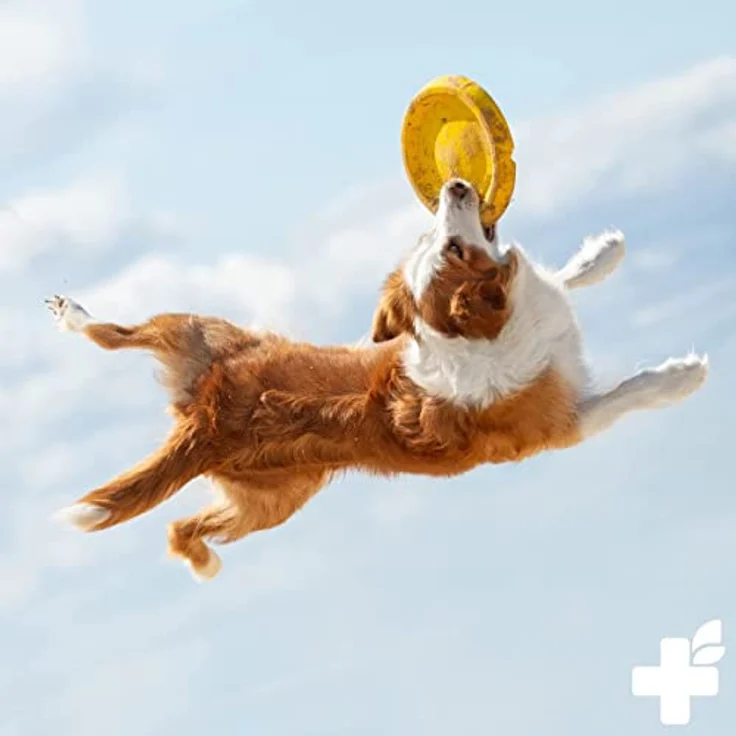 ReaVET Hundeshampoo gegen Schuppen & Juckreiz 250ml, bei Hautirritationen, trockene Sensible Haut, Rückfettend für Fellglanz ohne Duftstoffe, Anti Schuppen Juckreiz Shampoo Hund – Bild 4