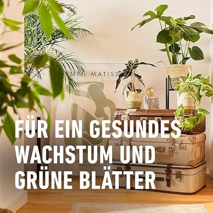 Compo Blattpflege für Grünpflanzen Spray, 500 ml – Bild 8