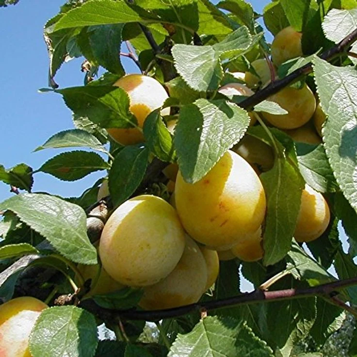 Mirabelle Bellamira Halbstamm, im 10L-Conatiner, saftig, gut steinlösend, gutes Aroma – Bild 2