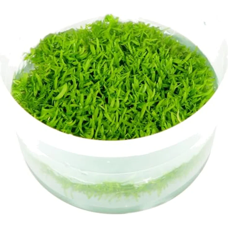 Utricularia graminifolia in Vitro Aquariumpflanze – Bild 7