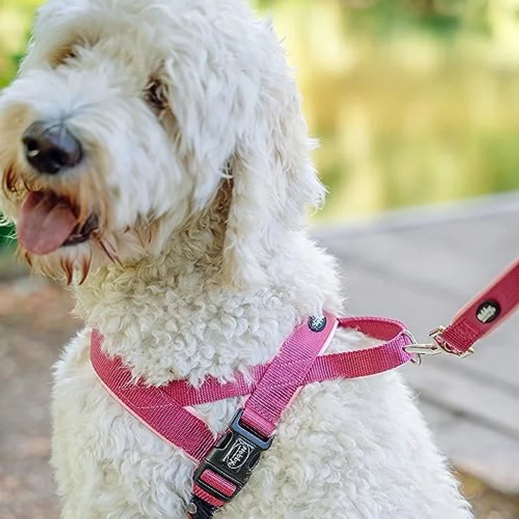 Nobby Norwegergeschirr Classic Preno, neon grün / grau L: 60-76 cm + 46 cm, B: 25/35 mm, 1 Stück – Bild 2