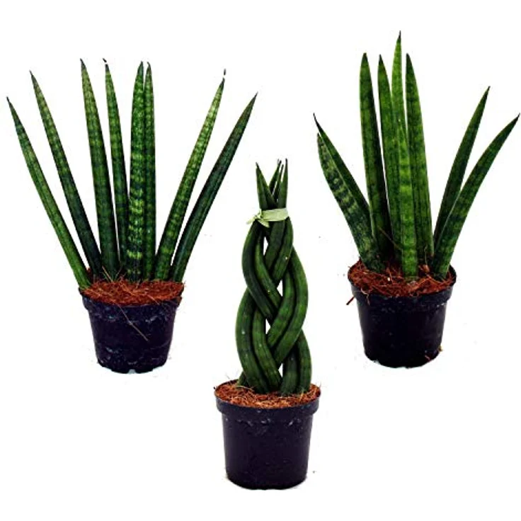 Exotenherz Sansevieria Cylindrica, 3er Set Zimmerpflanzen im 6,5cm Topf, Pflegeleichter Bogenhanf mit Twister, Spaghetti und Fächer Form – Bild 1