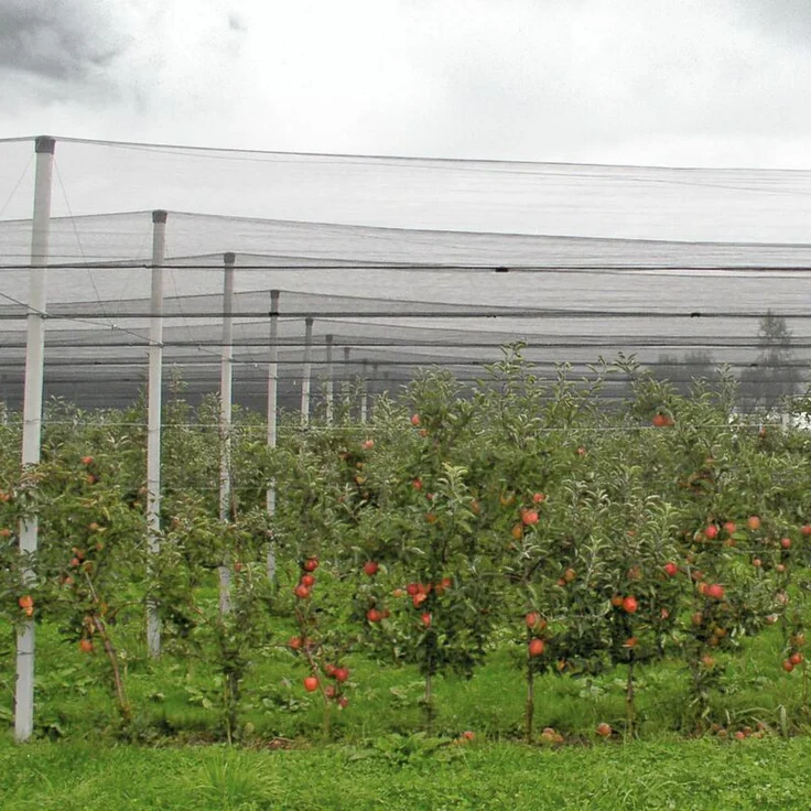 Windhager Hagelschutz-Netz, 5x4m, grün – Bild 3