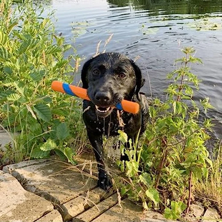 Chuckit! - Ultra Fetch Stick - 28 cm - 1 Stück – Bild 5