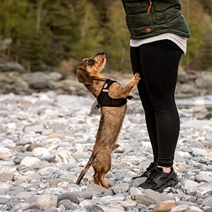 Curli Vest Harness Softshell, Hundegeschirr für kleine und mittelgroße Hunde, schwarz, Größe 2XS, wetterfest mit reflektierenden Streifen und DogFinder ID – Bild 5