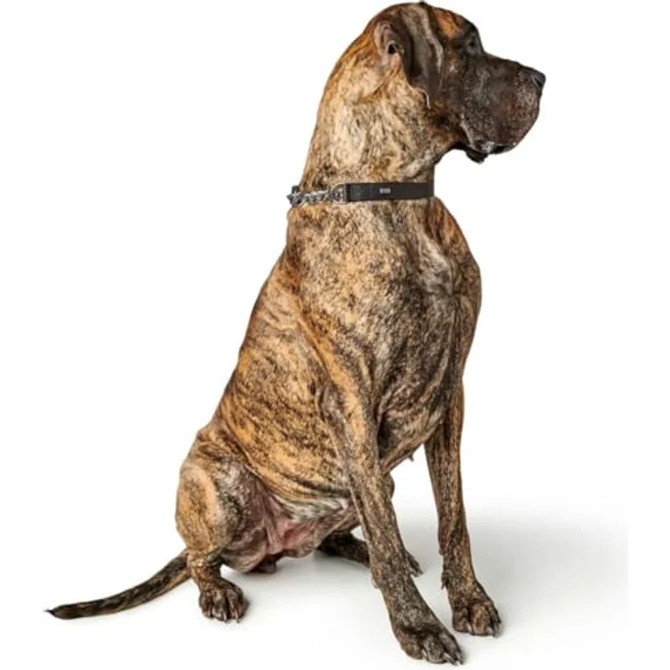Hunter Hunde-Halsband Aalborg mit Kette L – Bild 2