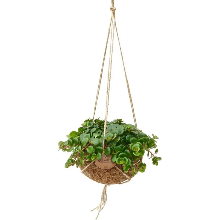 Exotenherz Kokodama Sedum Tornado, hängende Pflanze in handgefertigtem Kokosgefäß, ca. 15 cm, pflegeleicht und sonnig geeignet – Bild 1