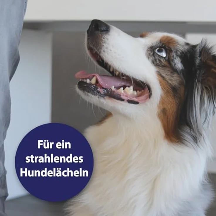 Canosept Zahnpflege Spray für Hunde, 100 ml, Verbesserung der Maulhygiene und frischer Atem – Bild 4