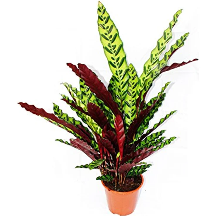 Exotenherz Calathea Lancifolia, XXL-Schattenpflanze mit Ausgefallenem Blattmuster, 17cm Topf, ca. 60-70cm hoch – Bild 2