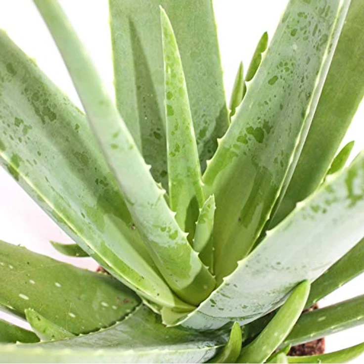 Exotenherz Aloe Vera, ca. 7-8 Jahre alte Zimmerpflanze im 21cm Topf, große Zierpflanze mit heilenden Eigenschaften – Bild 2