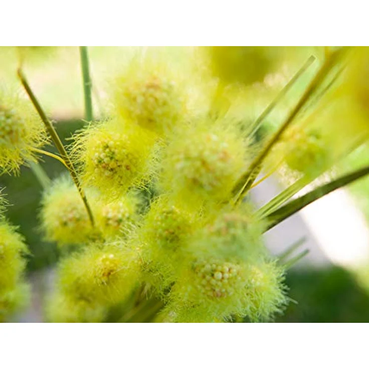 EUROPALMS Pompongras, künstlich, 122cm | Pompongras im Topf – Bild 2