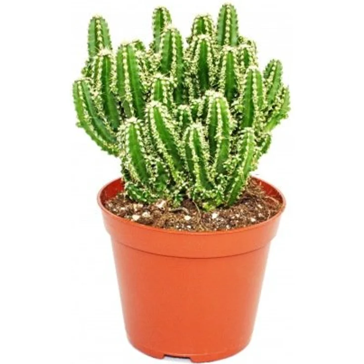 Exotenherz Cereus Floridianus Grünfinger, Kaktus im 5,5cm Topf mit vielen Einzeltrieben, ca. 8-10cm hoch – Bild 1