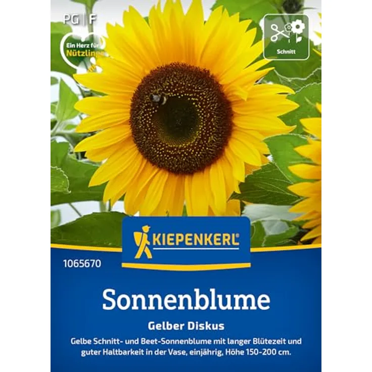 Kiepenkerl Sonnenblume Gelber Diskus, Schnittblume mit leuchtenden Blüten, ideal als Sichtschutz