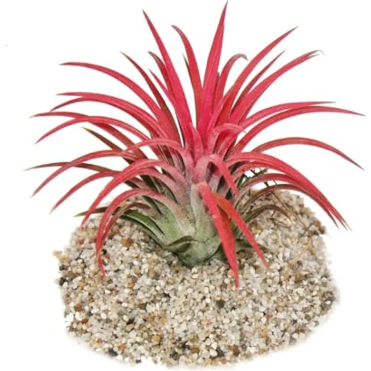 Exotenherz Tillandsia Ionantha Fire, Zimmerpflanze mit intensiver roter Farbe, 8-10 cm Höhe – Bild 2