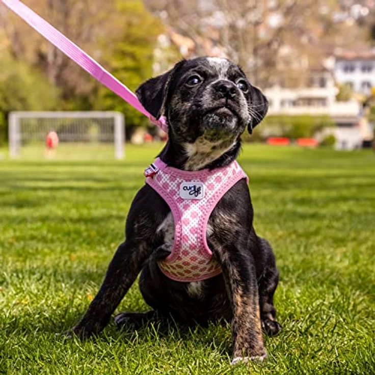 Vest Harness curli Clasp Air-Mesh Pink-Circles 3XS & Leash M – Bild 2