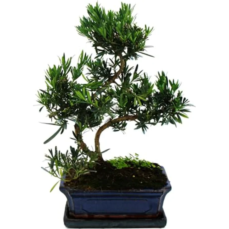 Exotenherz Bonsai Steineibe Podocarpus Macrophyllus, 12-15 Jahre, Zimmerpflanze, Schalengröße 28x18cm, Gesamthöhe 40-50cm – Bild 3