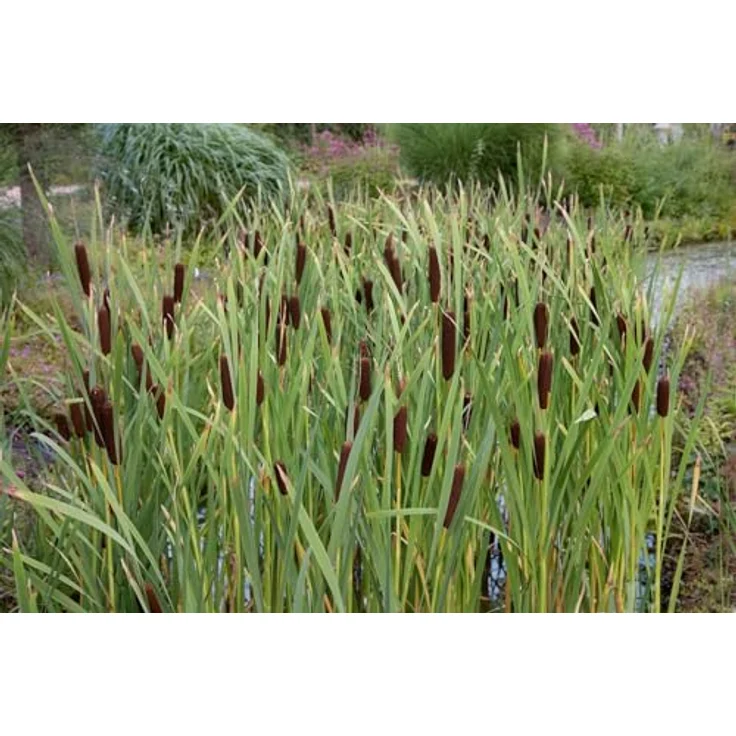 PlantaPro Typha minima, 9x9 cm Topf – Winterhart, Mehrjährig & Pflegeleicht – Zwergrohrkolben für Teichrand & Kübel – Bild 2