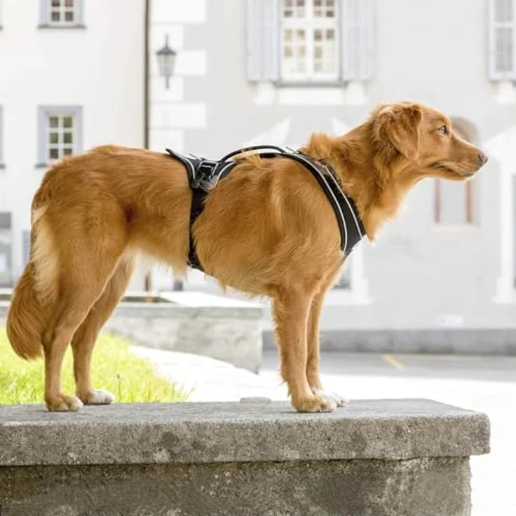 Curli Magnetic Belka Comfort Harness Black M - Hundegeschirr mit magnetischen Schnallen und 3D Comfort Fit – Bild 5