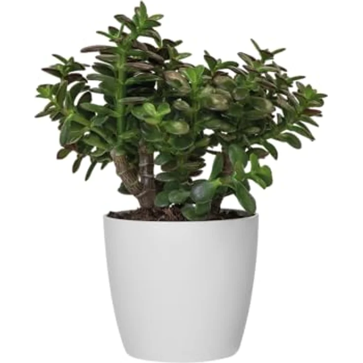 elho Brussels Rund 20 - Blumentopf für Innen - Ø 20.0 x H 18.7 cm - Weiß/Weiss – Bild 3