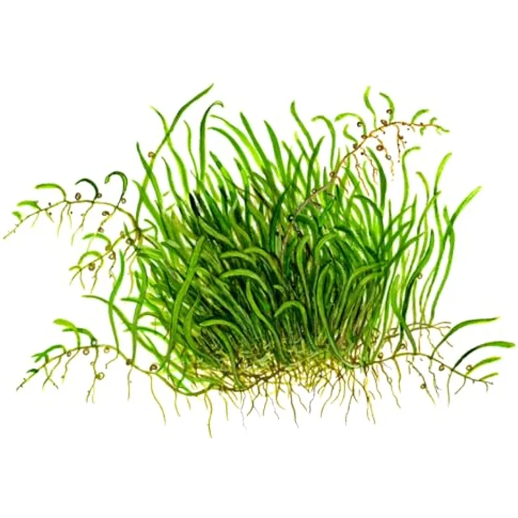 Utricularia graminifolia in Vitro Aquariumpflanze – Bild 8