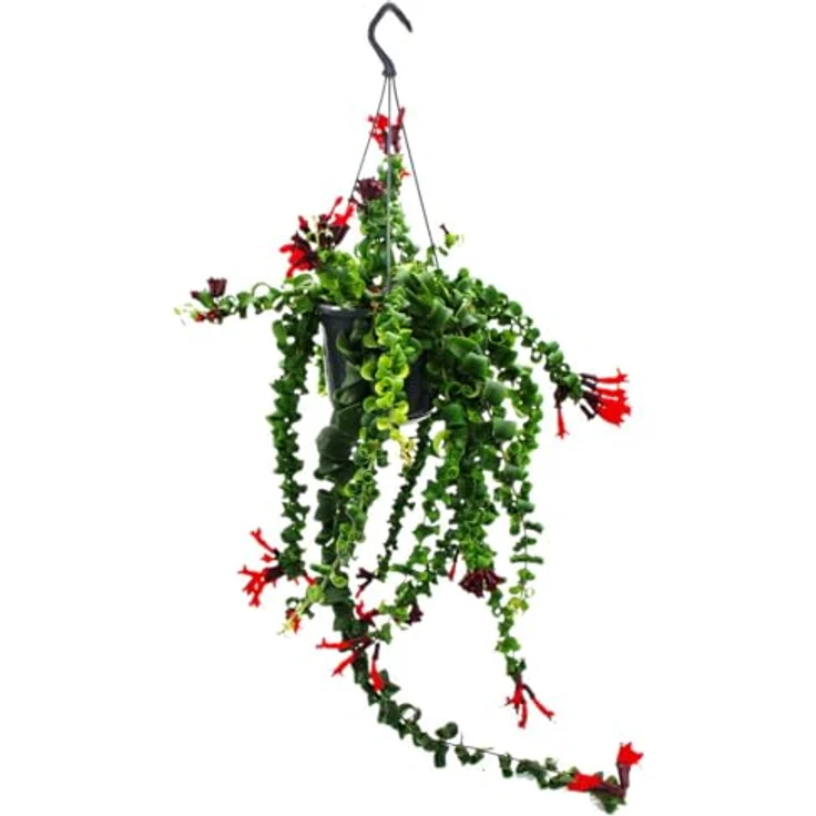 Exotenherz Aeschynanthus 'Rasta', Lippenstiftpflanze mit hängendem Wuchs im 15cm Ampeltopf – Bild 1