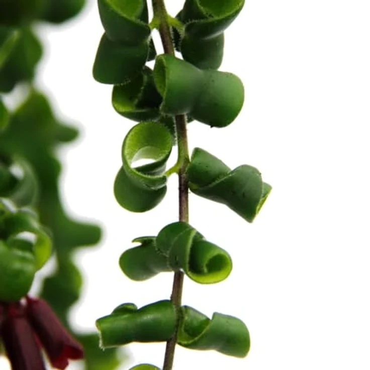 Exotenherz Aeschynanthus 'Rasta', Lippenstiftpflanze mit hängendem Wuchs im 15cm Ampeltopf – Bild 3