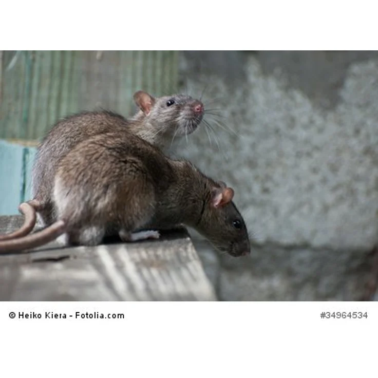 Portables Mäuse- und Rattenabwehrgerät Rattenschreck Mäuseschreck – Bild 7