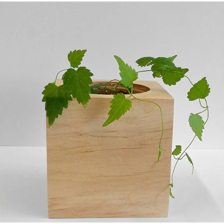 Feel Green Ecocube Hopfen, Anzuchtset für Craft Beer im Holzwürfel, 100% Eco Friendly, Made in Austria – Bild 4
