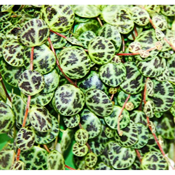 Exotenherz Peperomia Prostrata String Of Turtles, Hängepflanze mit mehrfarbigen Blättern, 14cm Ampeltopf – Bild 3