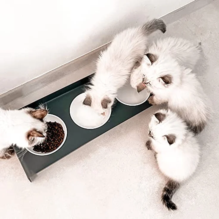 LucyBalu® Erhöhte 3er-Futterstation Katze | Ergonomischer Katzennapf erhöht | Erhöhter Futternapf für Katzen | Ergonomischer Fressnapf & Wassernapf für Katzen | Katzen 3er Napfset erhöht | Anthrazit – Bild 4
