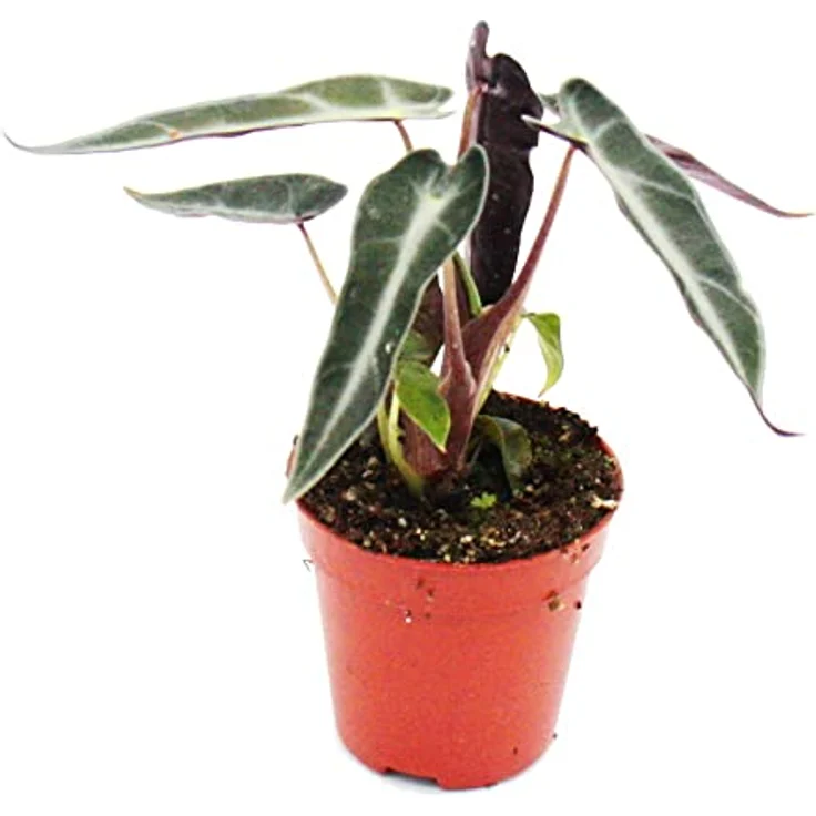 Exotenherz Alocasia Pfeilblatt Minipflanze, 5,5cm Topfgröße, ideal für kleine Schalen und Gläser, ca. 10-12cm hoch – Bild 1