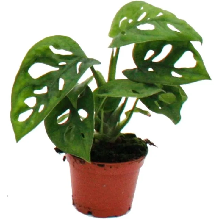 Exotenherz Monstera Monkey Mask, Mini-Pflanze im 5,5cm Topf, ideale Zierpflanze für kleine Schalen und Gläser, dekorative Babyplant