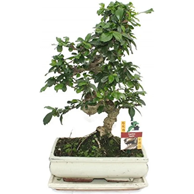 Exotenherz Bonsai Fukientee Carmona Microphylla, 10 Jahre alt, ca. 35-40 cm hoch, mit Untersetzer – Bild 1